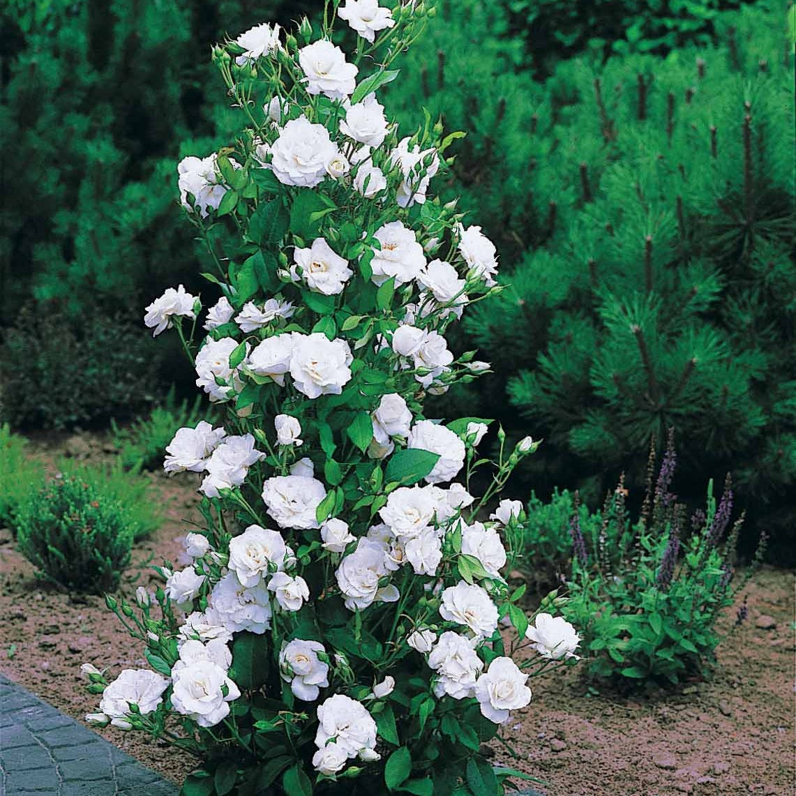 Rozen - Naakte wortels - Rozenmix 'Shalom' + 'Korbin' + 'Westerland' + 'Land' (x4) - Rosa shalom + haendel + westerland+korbin