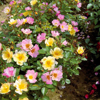 Collectie bodembedekkende rozen (Happy Chappy + Wonderland) (x6) - Rosa happy chappy , wonderland - Tuinplanten