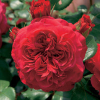 Collectie floribunda rozen ( Red Leonardo Da Vinci +  Leonardo Da Vinci) (x2) - Rosa floribunda red leonardo da vinci, leonardo da - Rozen