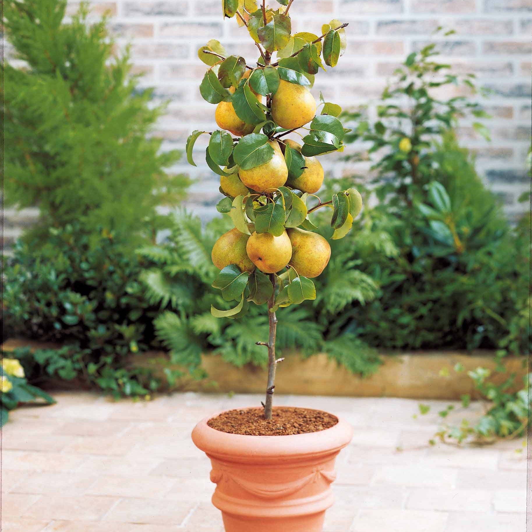 Collectie zomerfruit minibomen (x4) - Type fruitbomen