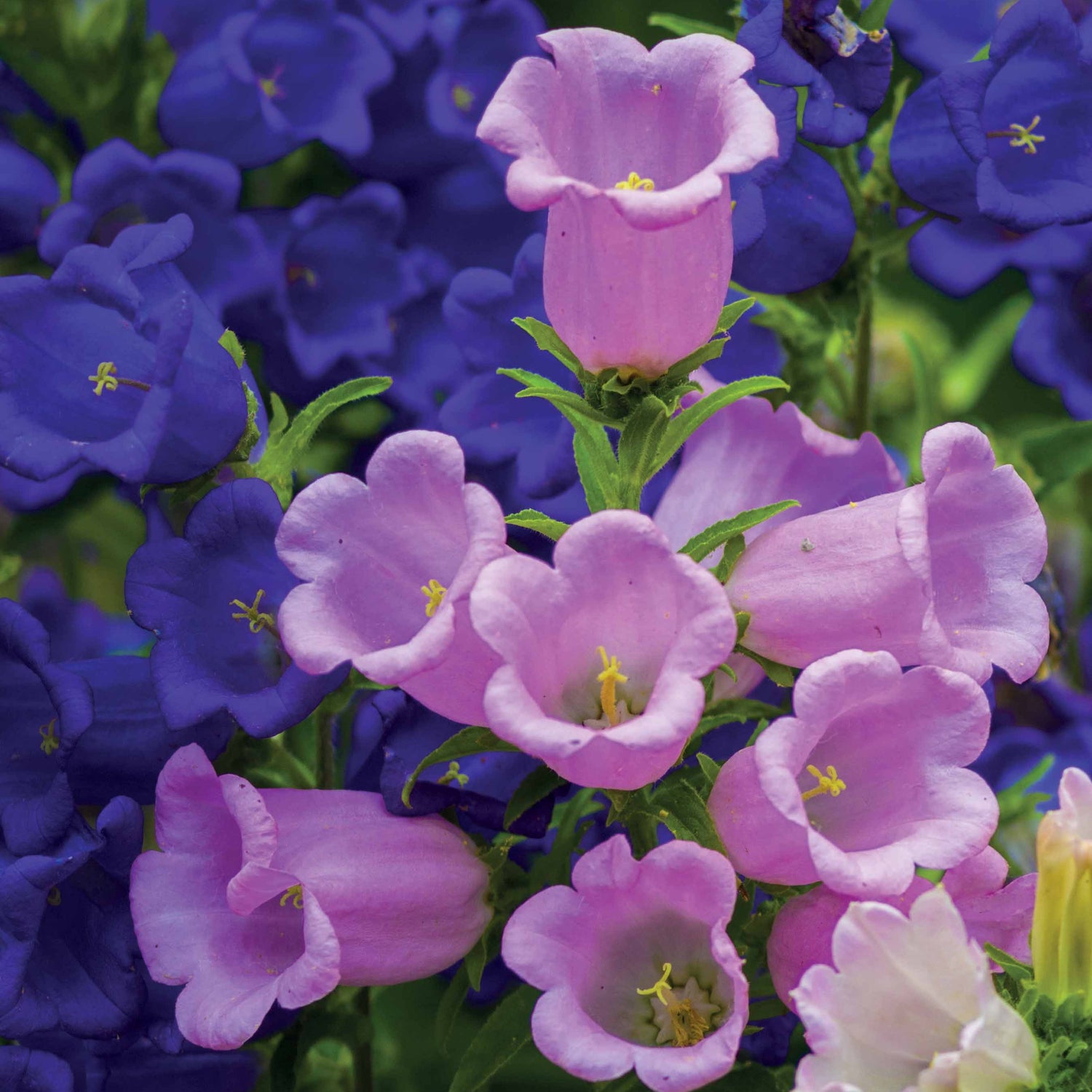 Campanula medium - Mariaklokje