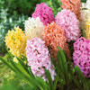 Hyacinthen pastel gemengd (x20) - Hyacinthus - Bloembollen