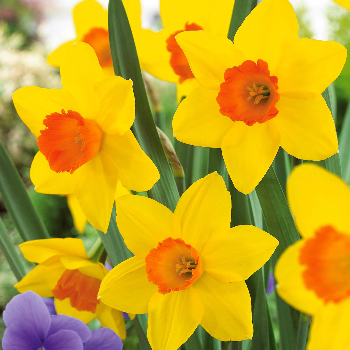 Verkoop Maanden Narcissen collectie (x30) - Narcissus 'Fortune', 'Rijnveld Early Sensation', 'Actaea'