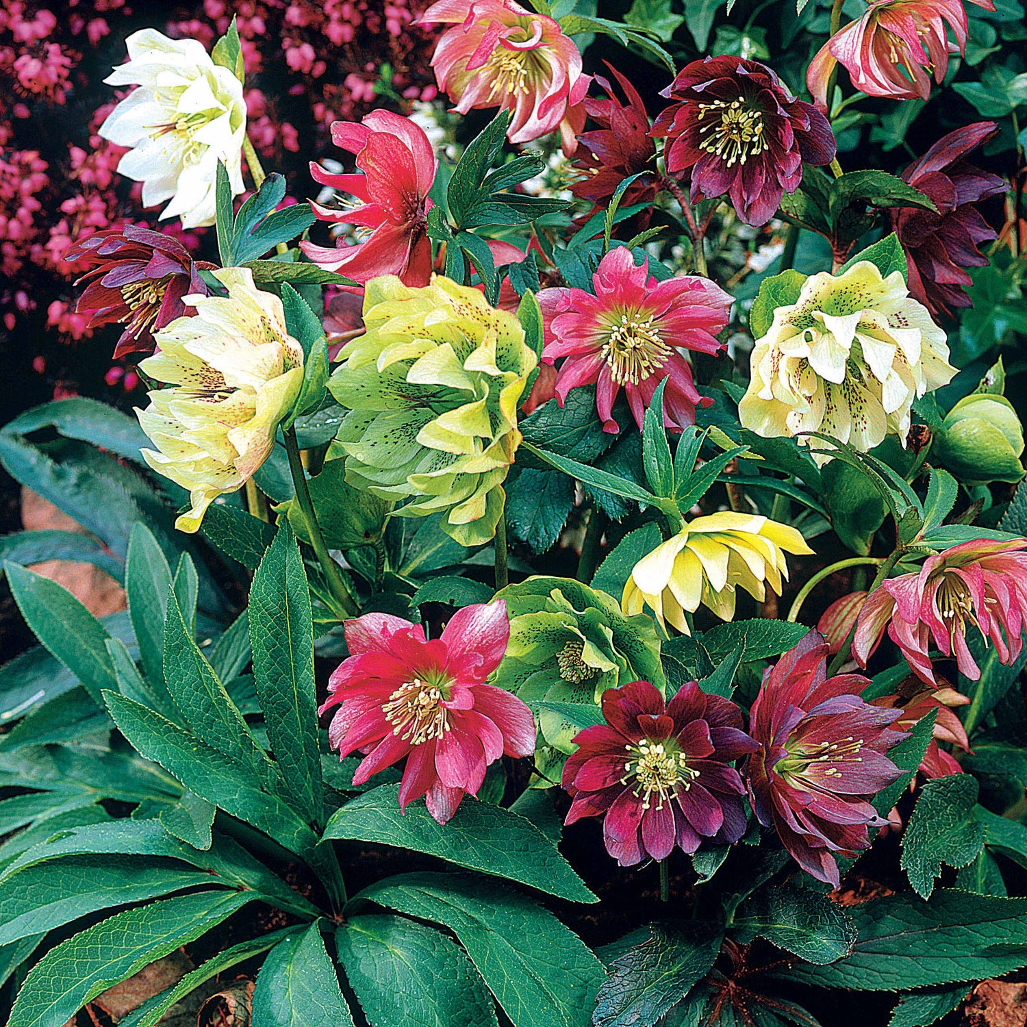 Balkon- en terrasbloemen