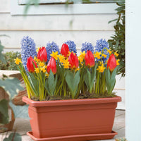 Collectie bloembollen voor binnen - Hyacinthus 'blue jacket',narcissus 'tête à tête', - Bloembollen