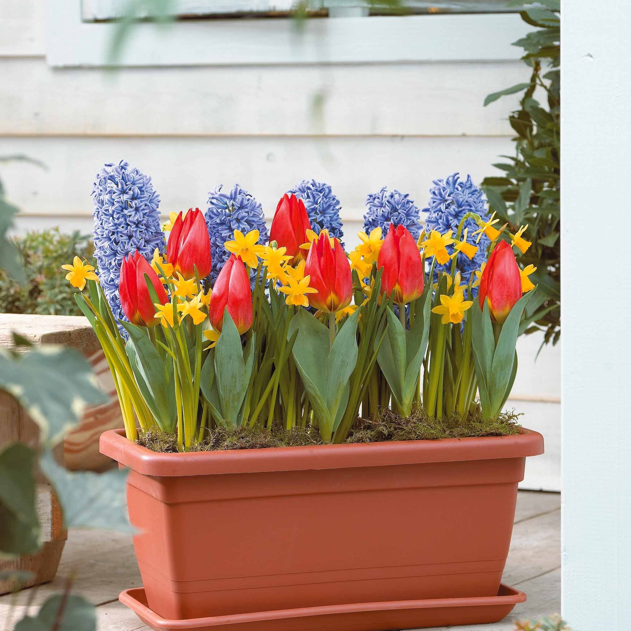 Amaryllis (Amaryllis Hippeastrum, Gestreept Amaryllis (Amaryllis Hippeastrum, Gestreept