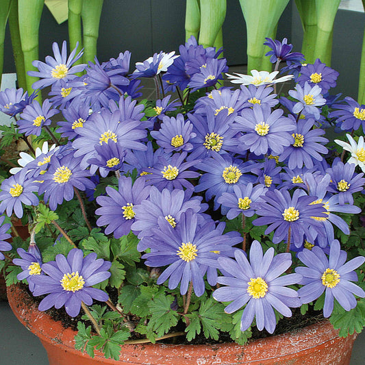 Anemone Blanda Blauw (x30) - Anemone blanda blue shades - Voorjaarsbloeiers