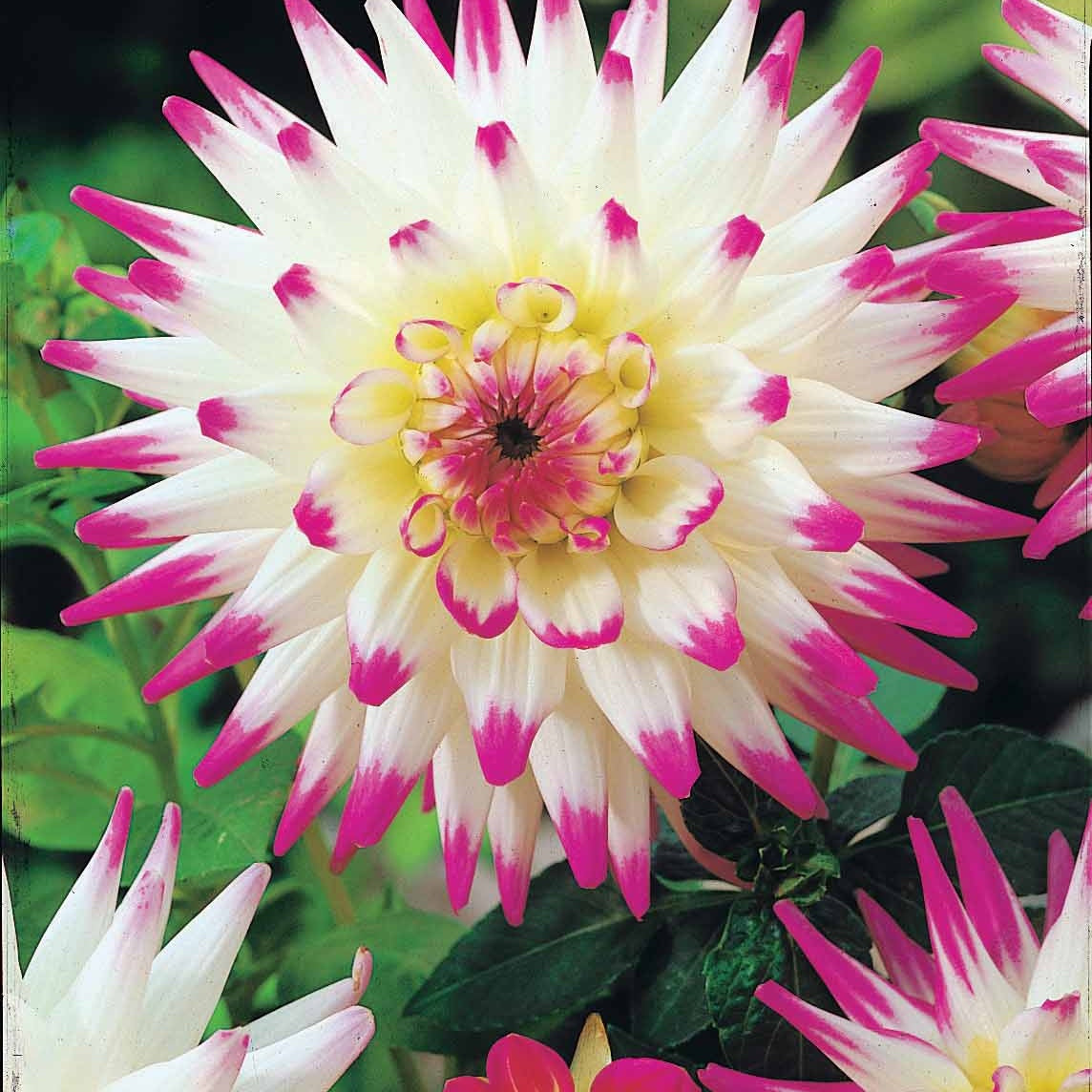 Cactus Dahlia Mix (x8) - Dahlia 'haley jane', 'purple gem', 'oiseau de feu' - Bakker