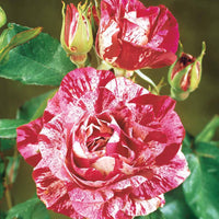 Collectie grootbloemige rozen (Black Baccara, Candy stripe, Helga) (x3) - Rosa 'black baccara', 'candy stripe', 'helga' - Plantsoort