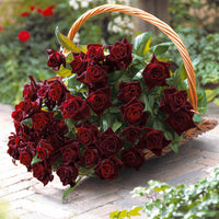 Collectie grootbloemige rozen (Black Baccara, Candy stripe, Helga) (x3) - Rosa 'black baccara', 'candy stripe', 'helga'