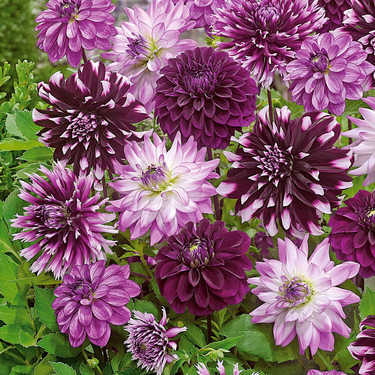 Dahlia Mix 'Grootbloemig' (x5) - Dahlia  - Bakker