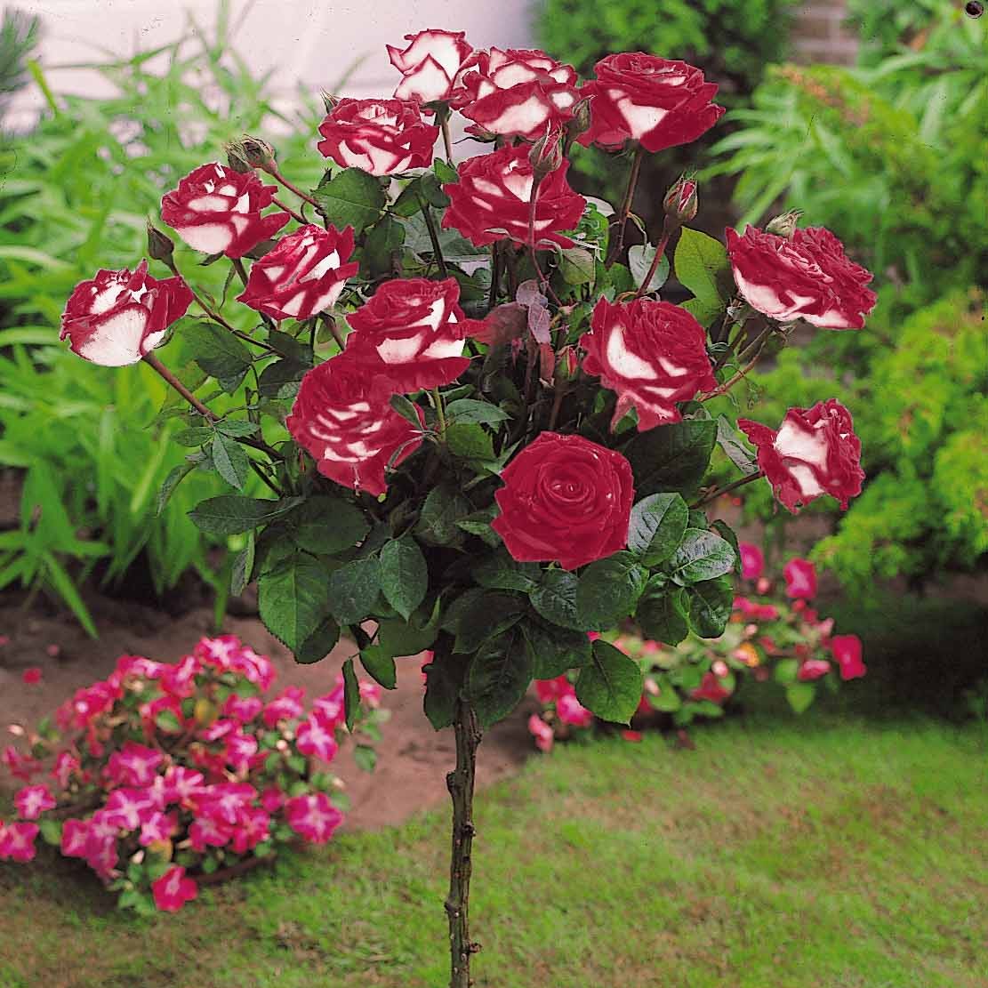 Rosa 'ramona', 'korbin', 'osiria' - Stamroos Mix 'Ramona' + 'Korbin' + 'Orisia' (x3) - Rozen op stam