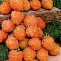 Framboos 'Marastar'® + 'Fallgold' (x6) - Rubus idaeus marastar ®, sumo 2, fallgold - Framboos