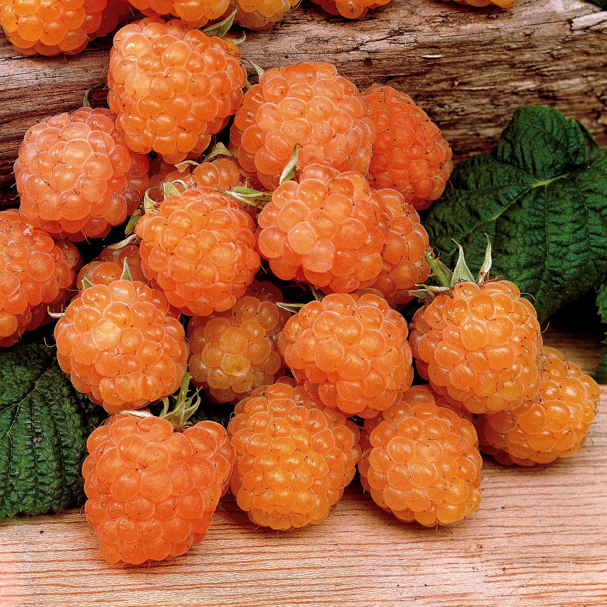 Framboos Collectie: Marastar, Fallgold, Sumo (x12) - Rubus idaeus marastar ®, sumo 2, fallgold - Fruit