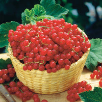 Fruitbomenpakketten - Collectie van zwarte bessen en kruisbessen (x4) - Ribes rubrum rovada, ribes nigrum neva chereshneva
