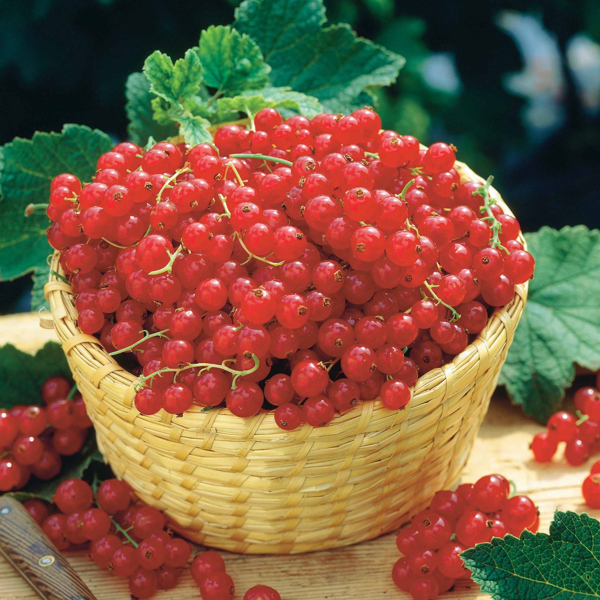 Fruitbomenpakketten - Collectie van zwarte bessen en kruisbessen (x4) - Ribes rubrum rovada, ribes nigrum neva chereshneva