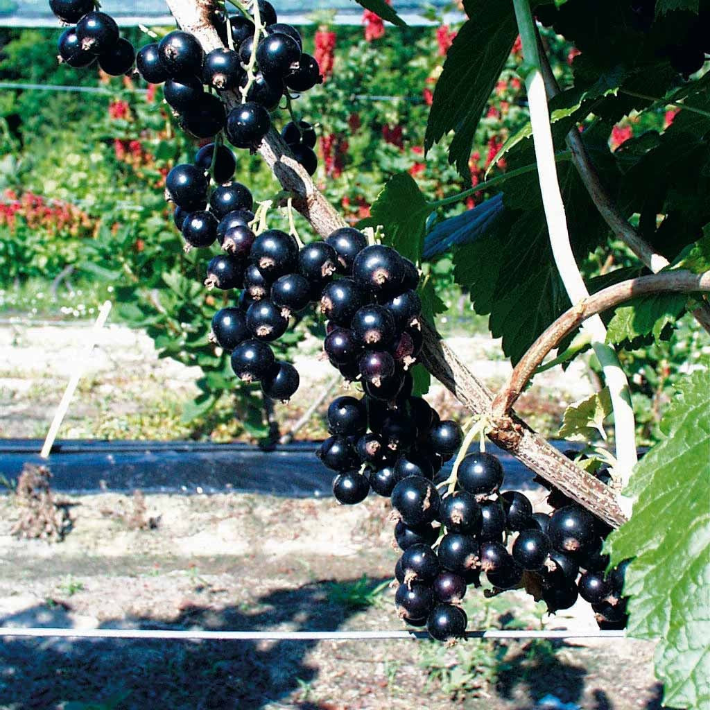 Verkoop Collectie van zwarte bessen en kruisbessen (x4) - Ribes rubrum rovada, ribes nigrum neva chereshneva