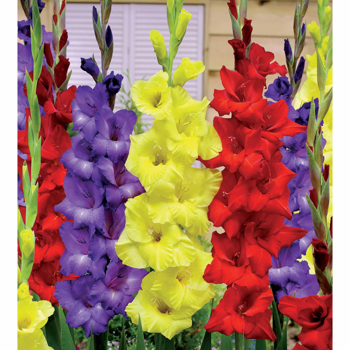 Gladiolen Gemengd (Paars, Geel en Rood) (x30) - Bakker
