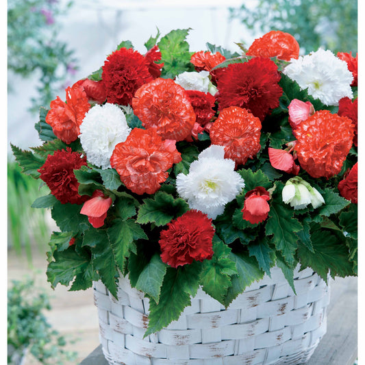 Begonia Mix - rood + wit + gemengd (x9) - Begonia fimbriata - Zomerbloeiers