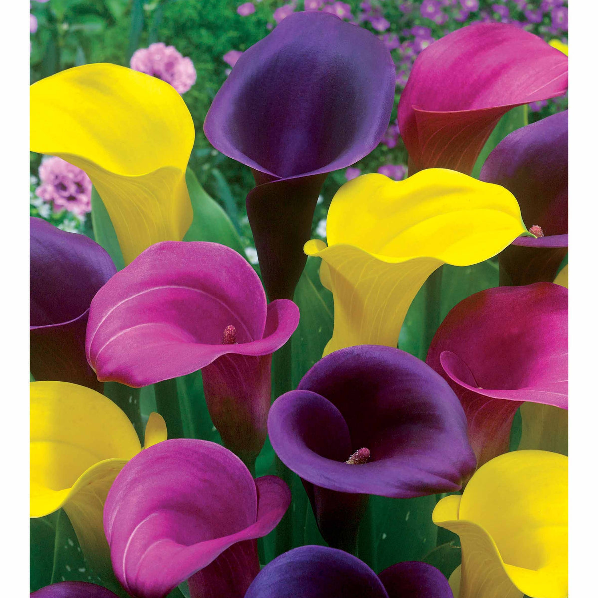 Calla Mix - roze + geel + paars (x3) - Zantedeschia - Bakker
