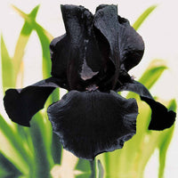 Baardiris Mix 'Depth of Field' + 'Poésie' + 'Study in Black' (x6) - 2iris profondeur de champ (depht of field) + 2 ir - Vaste planten