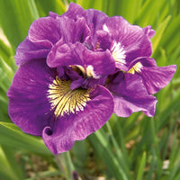Siberische iris Mix