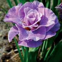 Siberische iris Mix