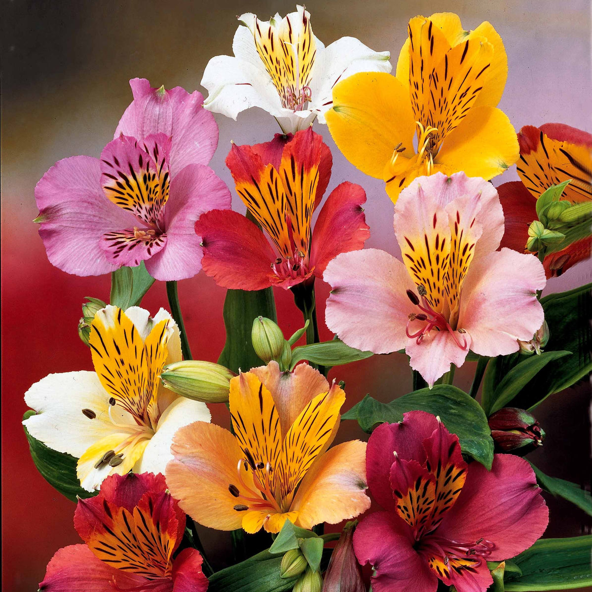 Alstroemeria - Incalelie (x3) - Alstroemeria - Incalelie