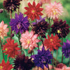 Akelei 'Barlow' Mix (x3) - Aquilegia vulgaris barlow - Heesters en vaste planten