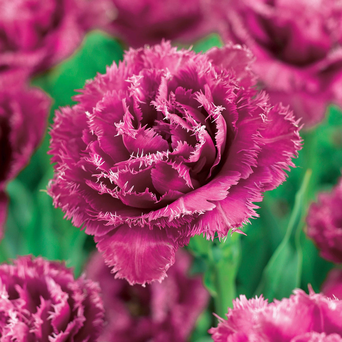 Gefranjerde Tulpen collectie: 'Queensland' + 'Mascotte' + 'Vaya con Dio' (x15) - Tulipa queensland, mascotte , vaya con dios - Bakker