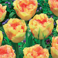 Gefranjerde Tulpen collectie: 'Queensland' + 'Mascotte' + 'Vaya con Dio' (x15) - Tulipa queensland, mascotte , vaya con dios - Tulpen