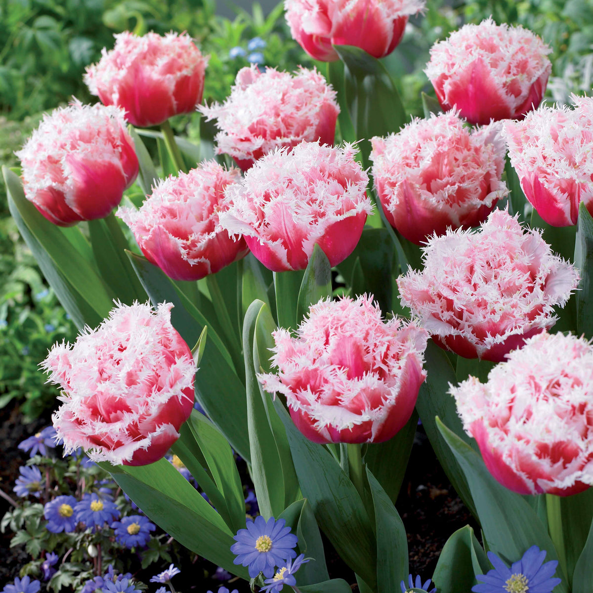 Tulpen - Gefranjerde Tulpen collectie: 'Queensland' + 'Mascotte' + 'Vaya con Dio' (x15) - Tulipa queensland, mascotte , vaya con dios
