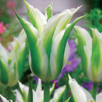 Leliebloemige tulpen 'Greenstar' (x10) - Tulipa greenstar - Bloembollen