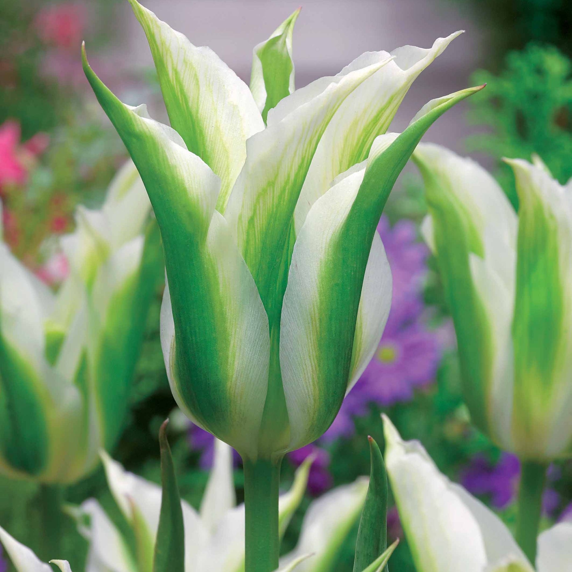 Leliebloemige tulpen 'Greenstar' (x10) - Tulipa greenstar - Bloembollen
