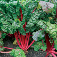 Snijbiet 'Rhubarb Chard' - Beta vulgaris cicla - Moestuin