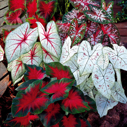 Caladium Mix (x3) - Caladium