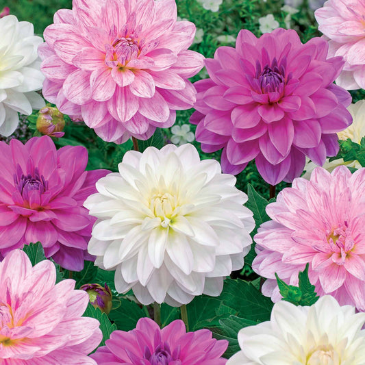 Dahlia 'Bonesta' - wit + roze + gestreept (x6) - Bakker