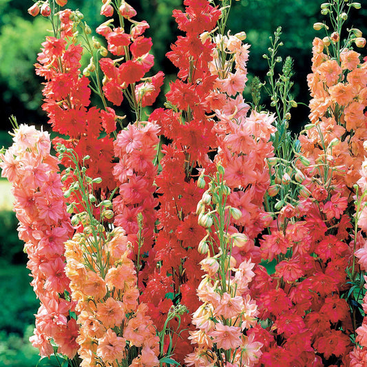 Ridderspoor Mix - rood (x3) - Delphinium - Tuinplanten