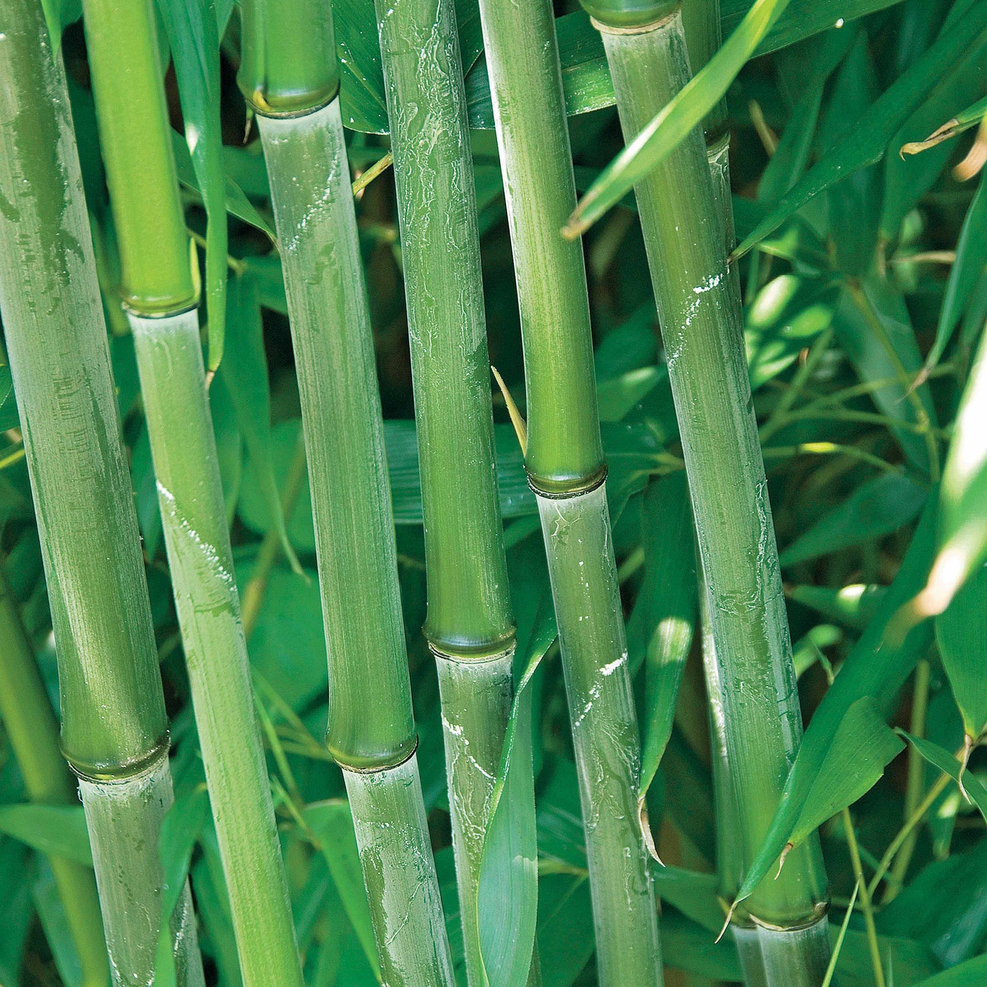 Bamboe Collectie: groen, geel, rood (x3) - Phyllostachys bissetii, aureosulcata Aureocaulis, Fargesia scabrida Asian Wonder - Bamboe