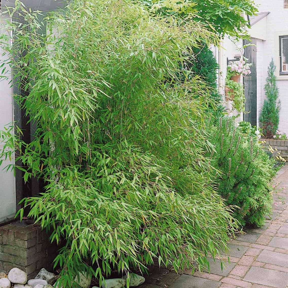 Bamboe Collectie: groen, geel, rood (x3) - Phyllostachys bissetii, aureosulcata Aureocaulis, Fargesia scabrida Asian Wonder - Plantsoort