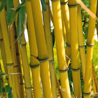 Bamboe Collectie: groen, geel, rood (x3) - Phyllostachys bissetii, aureosulcata Aureocaulis, Fargesia scabrida Asian Wonder