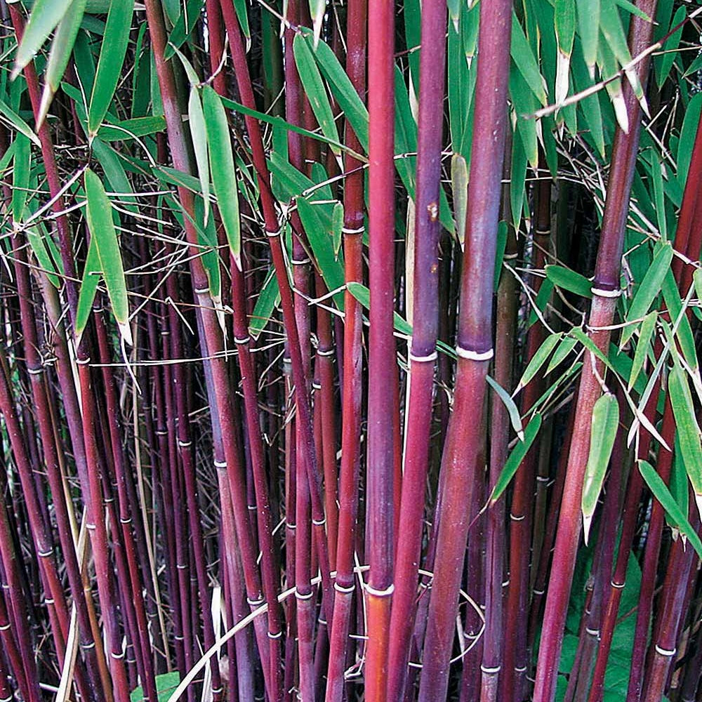Bamboe Collectie: groen, geel, rood (x3) - Phyllostachys bissetii, aureosulcata Aureocaulis, Fargesia scabrida Asian Wonder