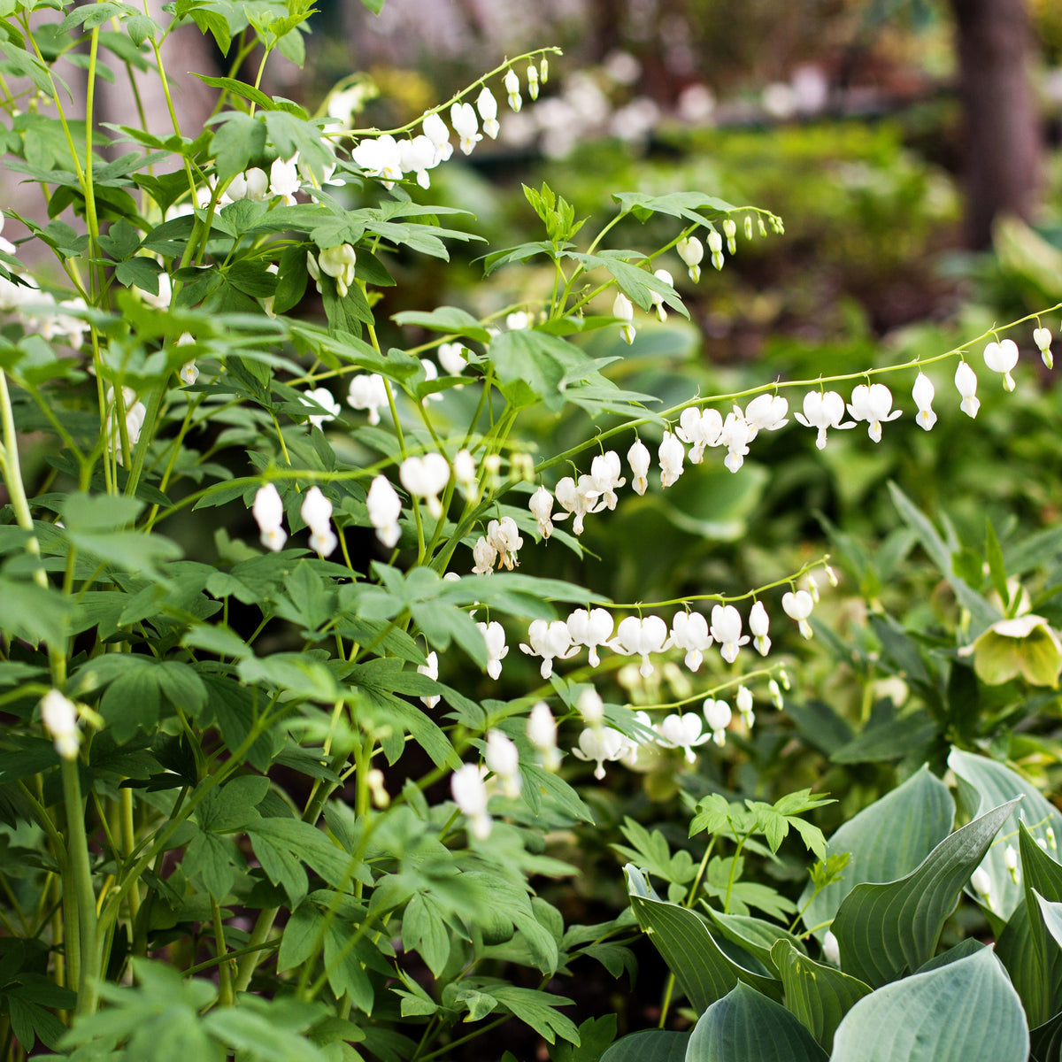 Dicentra spectabilis - Gebroken hartje Mix - 3x roze + 1x wit (x4) - Gebroken hartje
