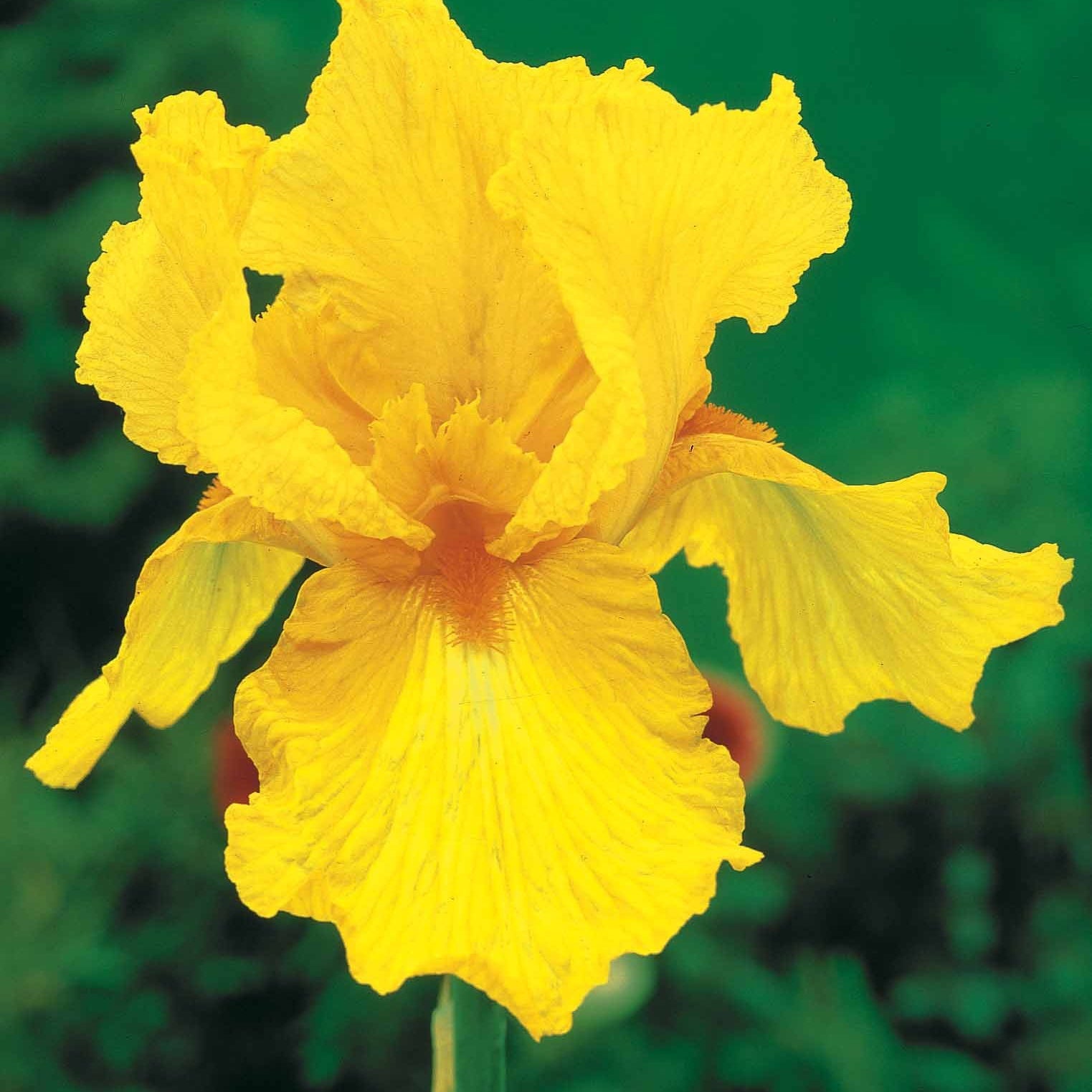 Tuiniris collectie: Lasso, Border, Sangreal (x6) - Iris germanica  (2 lasso, 2 bordure, 2 sangreal) - Vaste planten