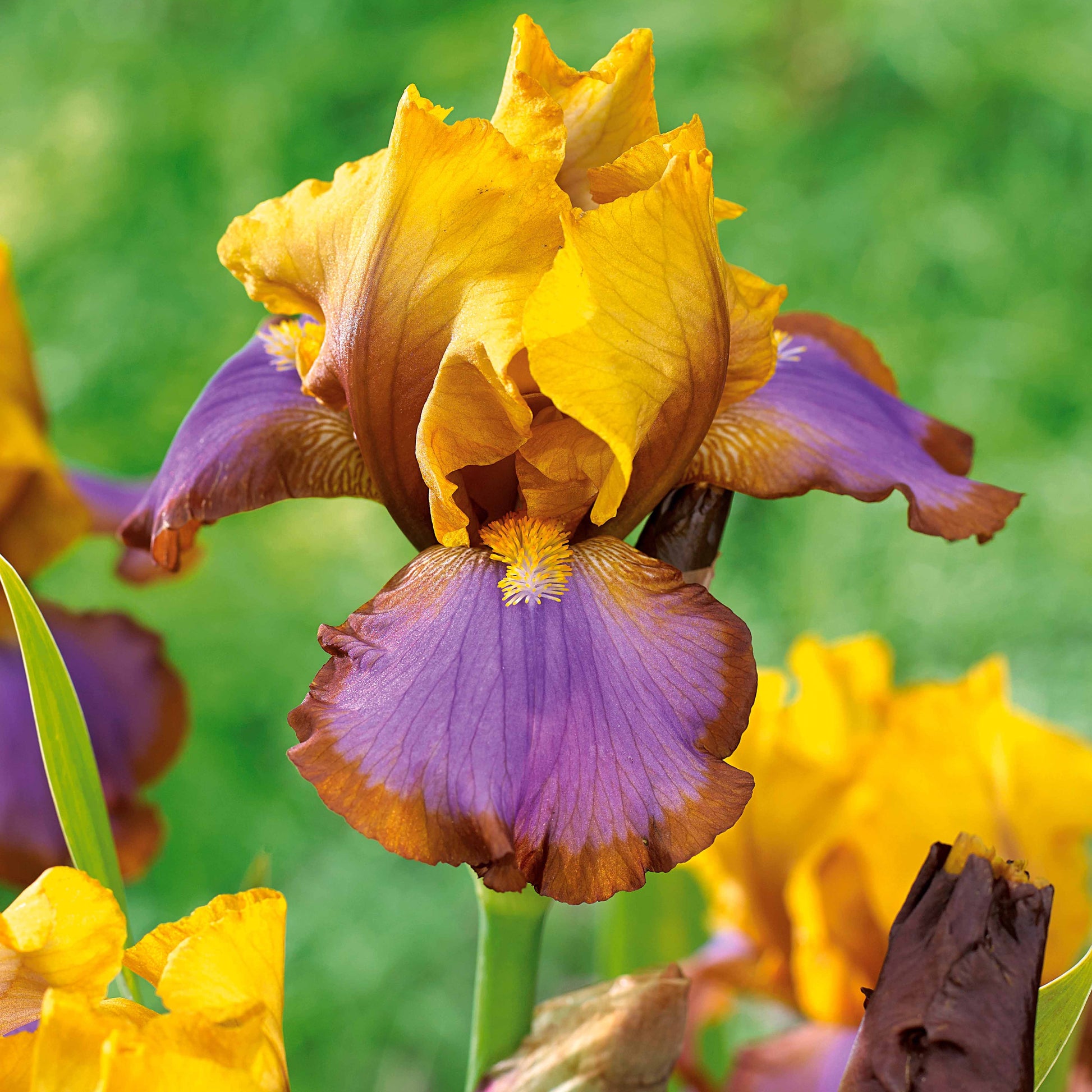 Tuiniris collectie: Lasso, Border, Sangreal (x6) - Iris germanica  (2 lasso, 2 bordure, 2 sangreal) - Heesters en vaste planten