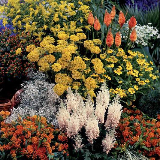 Borderpakket 'Fantasie 14 planten' ca. 2m² (x14) - Bakker