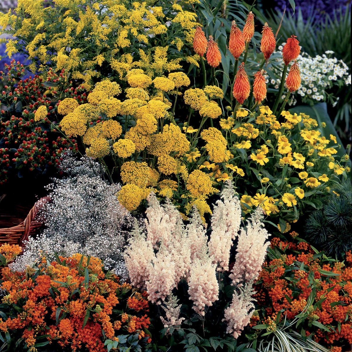 Borderpakket 'Fantasie 14 planten' ca. 2m² (x14) - Bakker