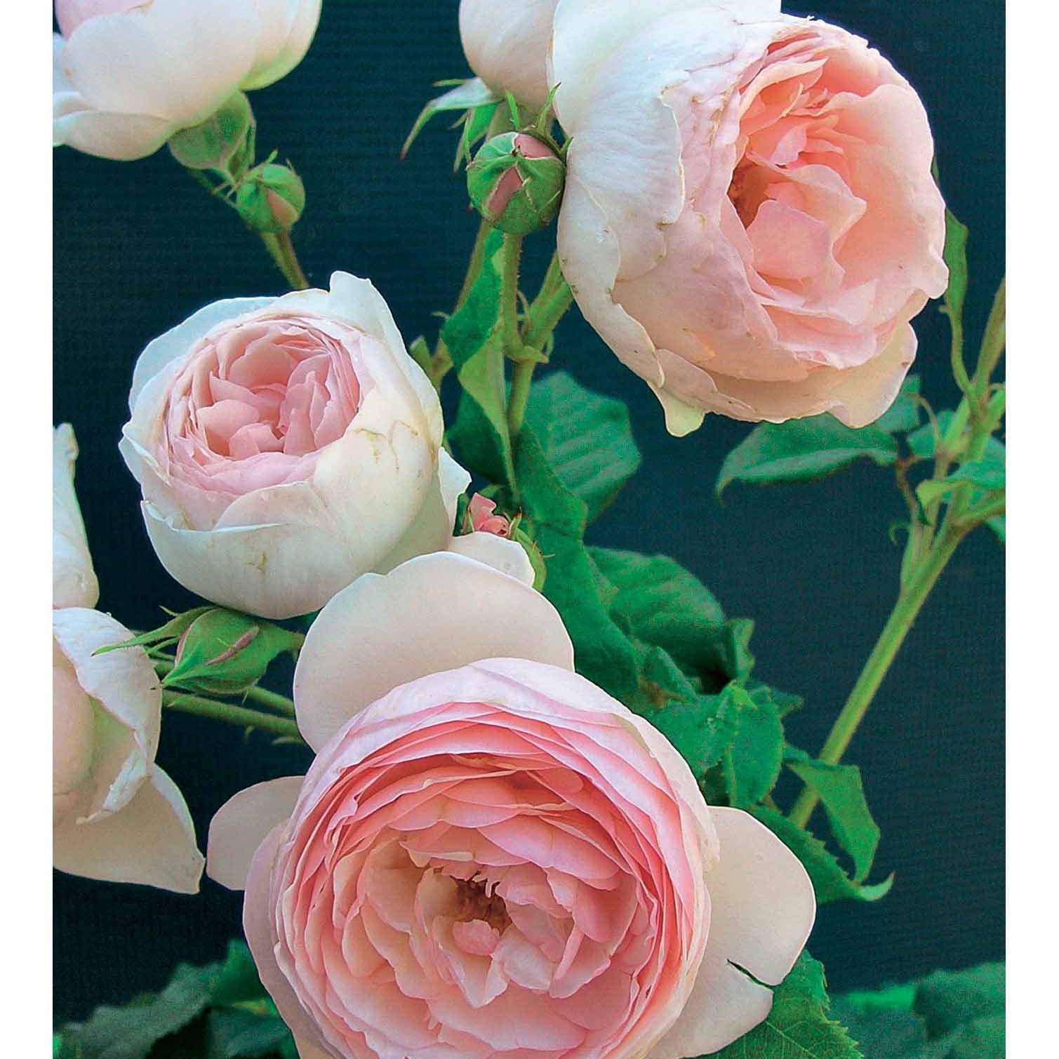 Collectie Engelse rozen (Fish Ausgreen,Charlie,Her's Ausgreen) (x3) - Rosa(fish ausgreen,charlie ausgreen,her's ausgreen