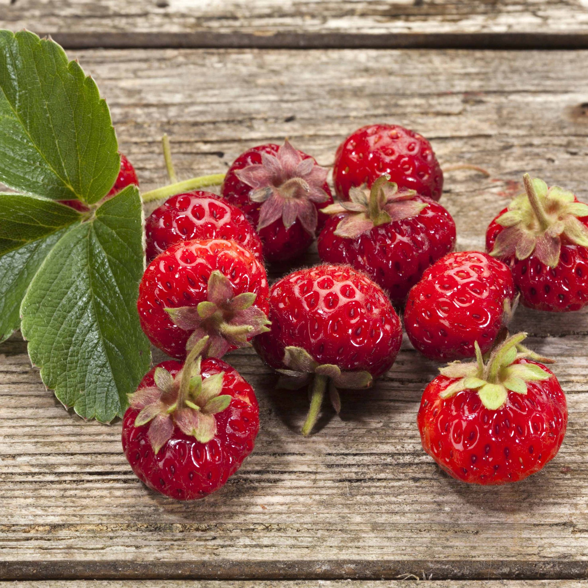 Originele Aardbeiencollectie (x4) - Fragaria pineberry ® framberry ®