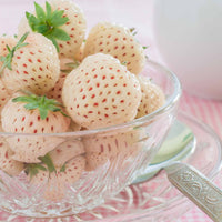 Originele Aardbeiencollectie (x4) - Fragaria pineberry ® framberry ®